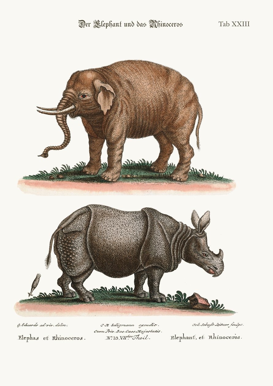 The Elephant and the Rhinoceros, 1749-73 by George Edwards