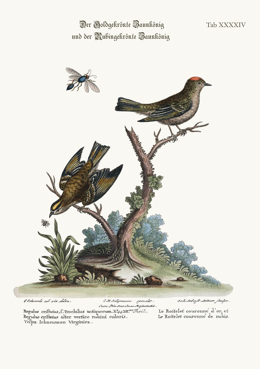 The Golden-crowned Wren and the Ruby-crowned Wren by George Edwards