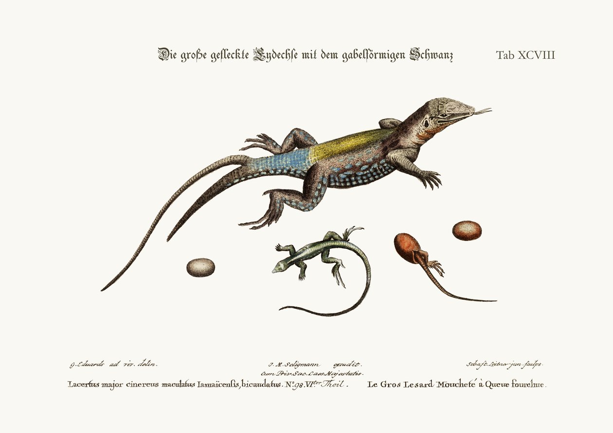 The Great Spotted Lizard with a Forked Tail by George Edwards