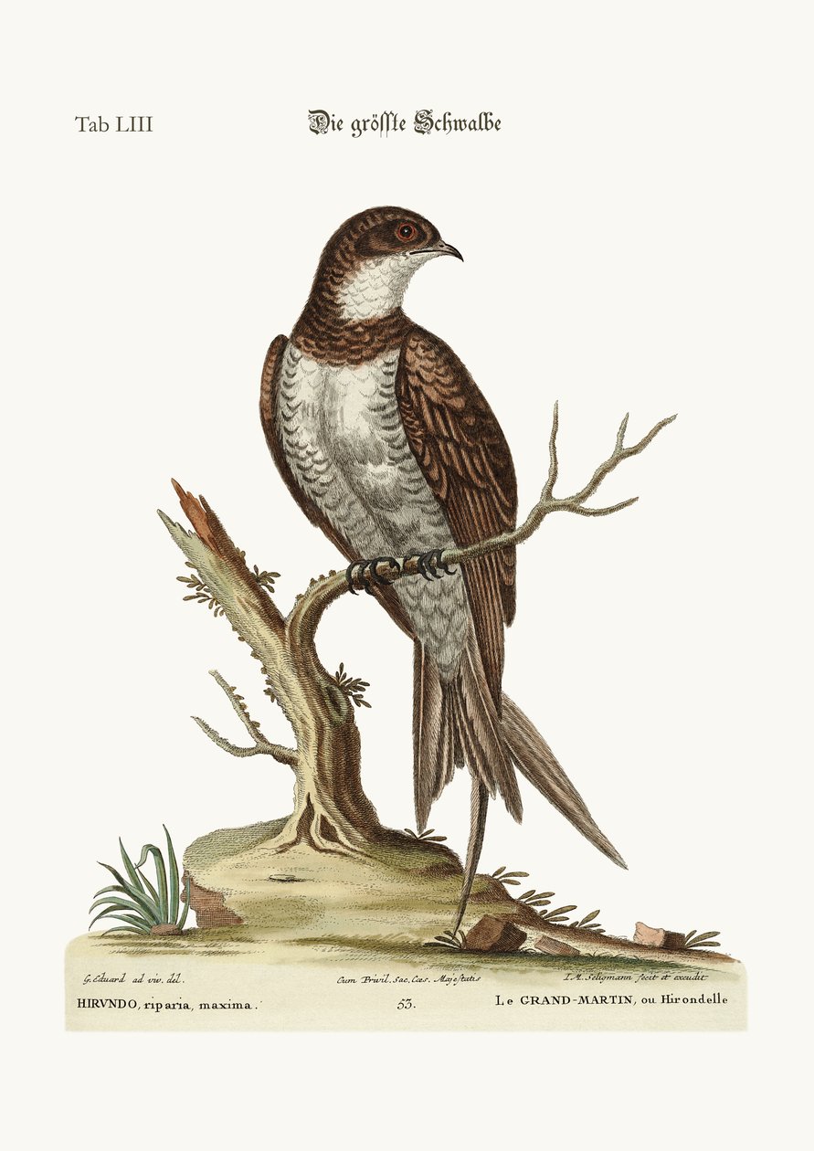 The Greatest Martin or Swift, 1749-73 by George Edwards