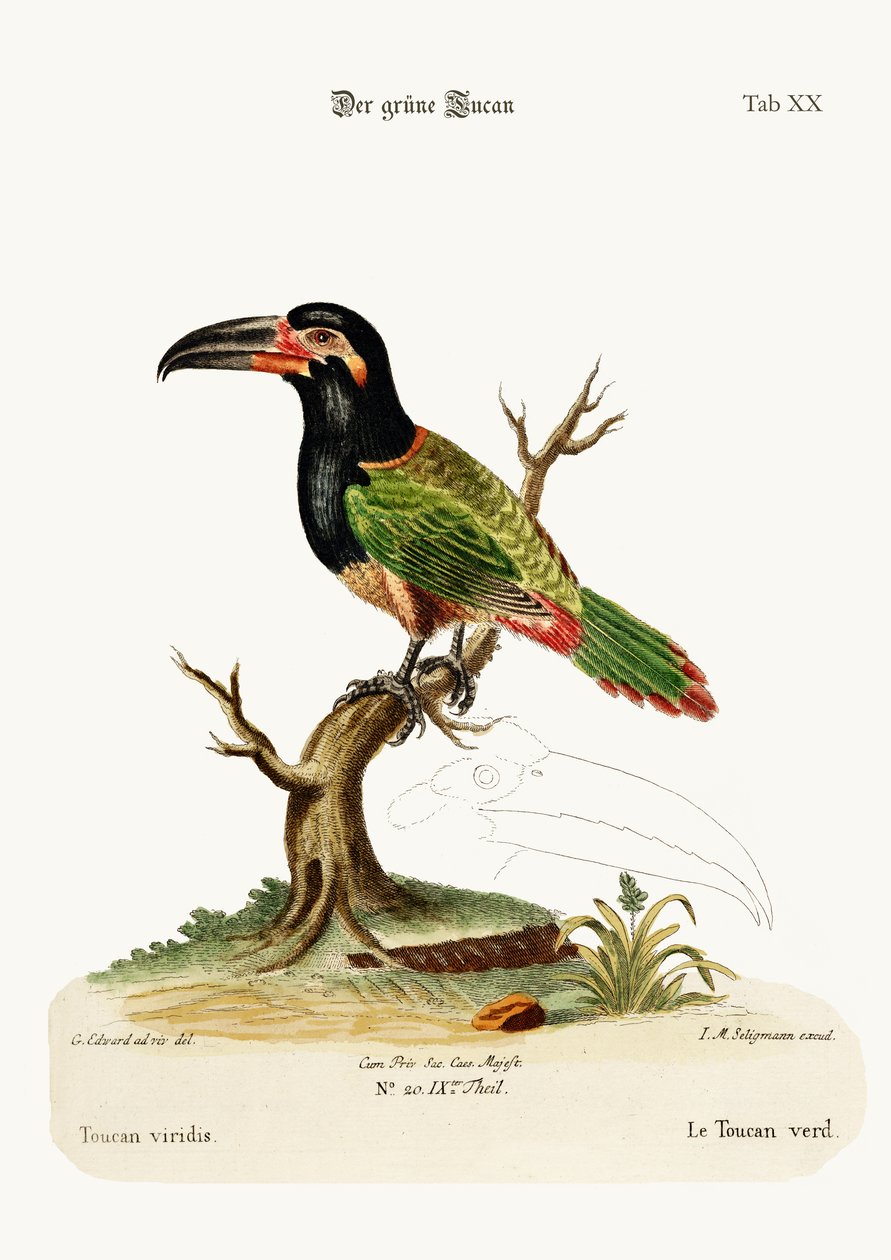 The Green Toucan, 1749-73 by George Edwards
