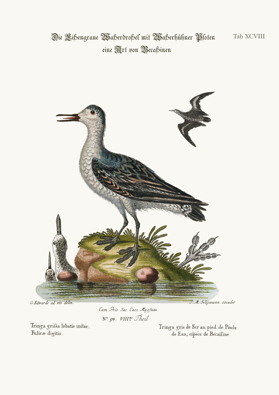 The Grey Coot-footed Tringa, 1749-73 by George Edwards