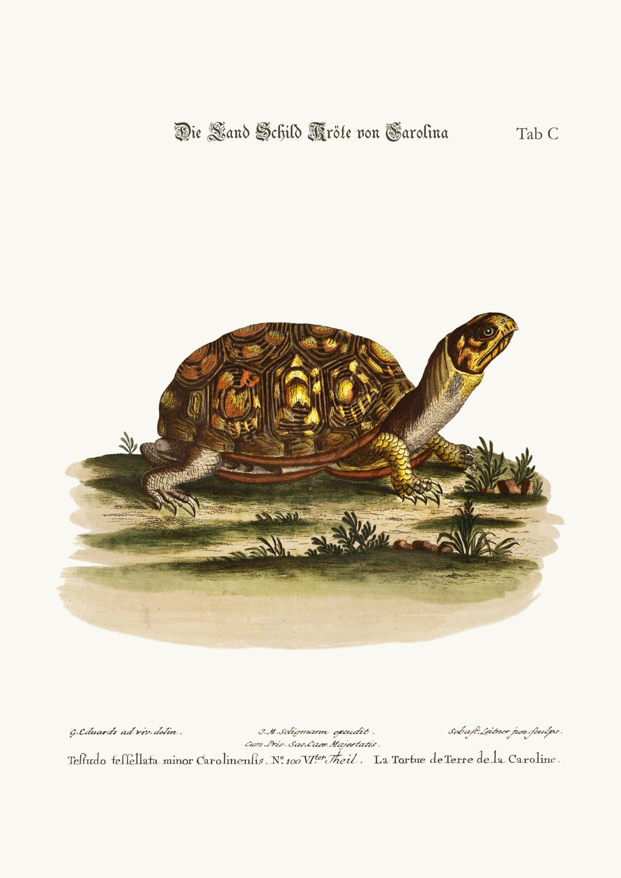 The Land-Tortoise from Carolina by George Edwards
