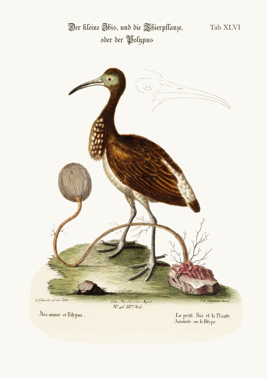 The Lesser Ibis, and the Animal-Plant or Polype by George Edwards