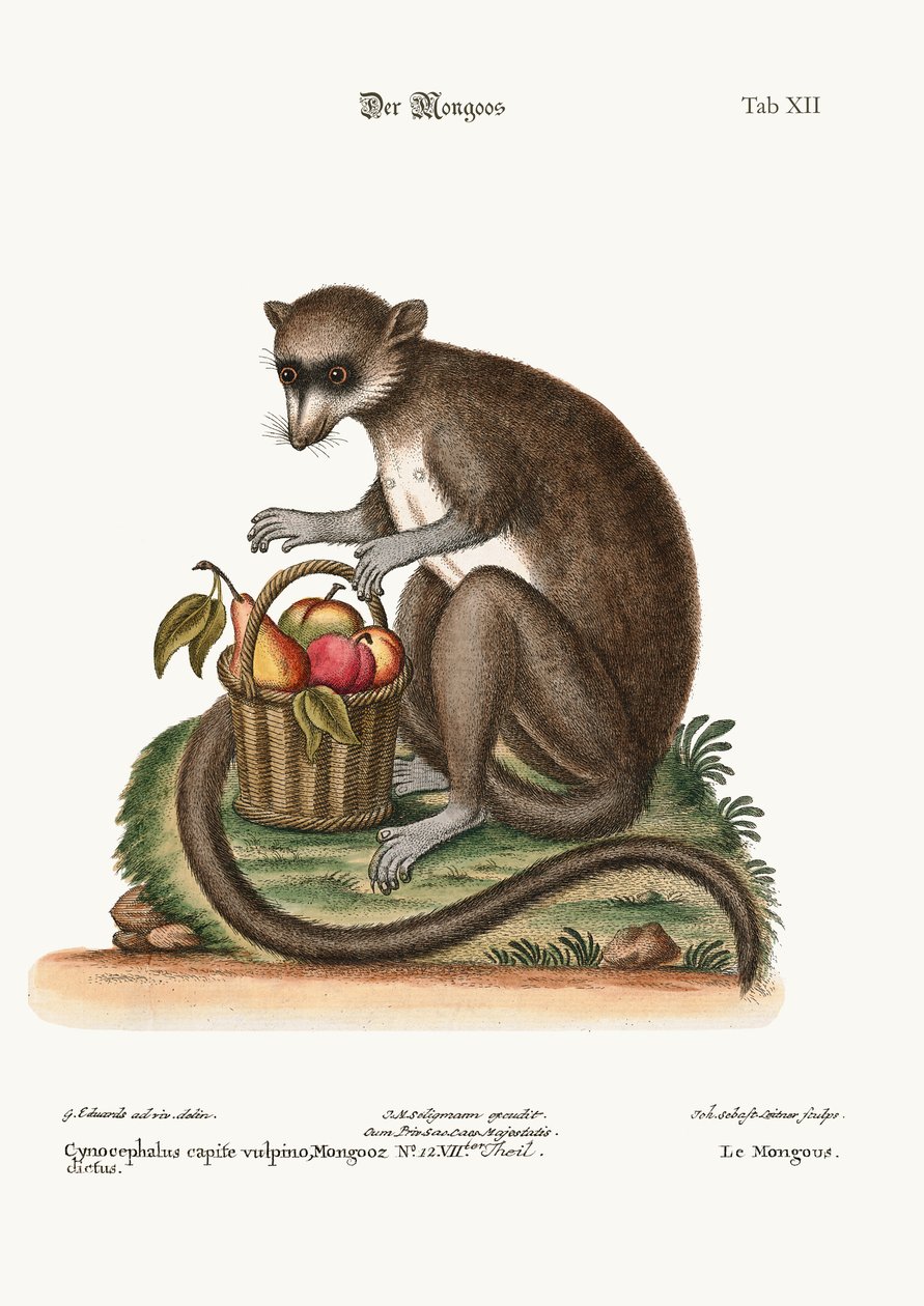 The Mongooz by George Edwards