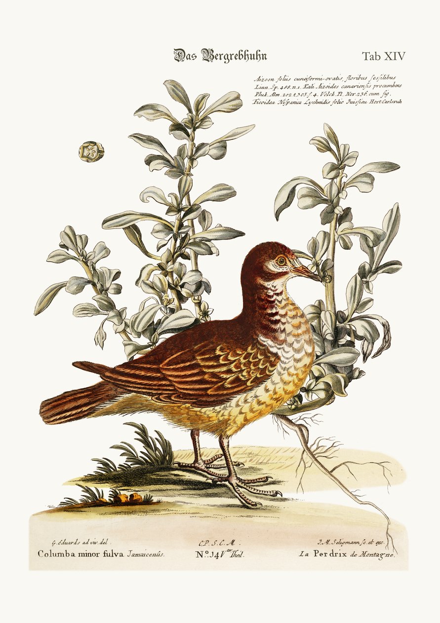 The Mountain Partridge by George Edwards