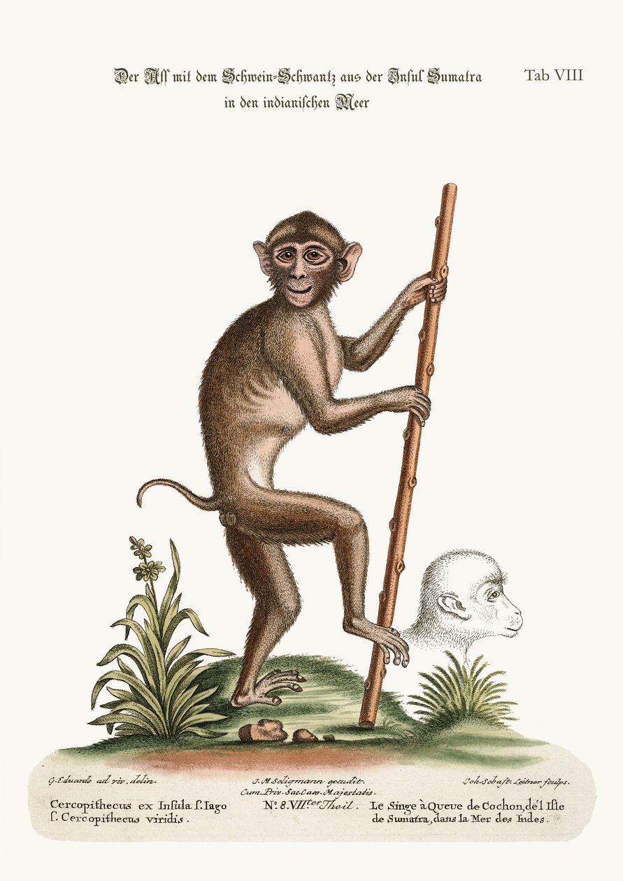 The Pig-tailed Monkey, from the Island of Sumatra, in the Indian Sea, 1749-73 by George Edwards