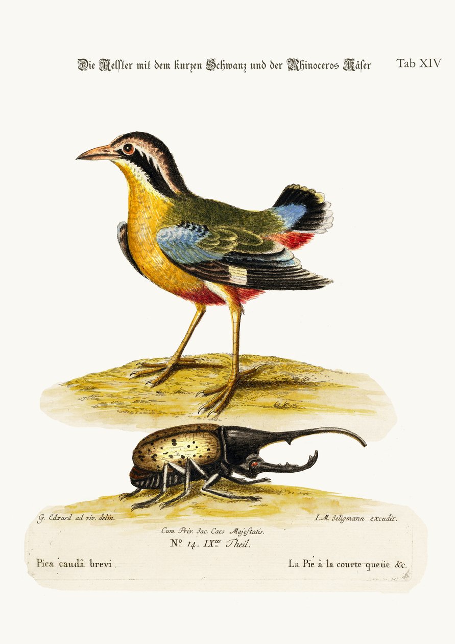 The Short-tailed Pye and the Rhinoceros Beetle by George Edwards