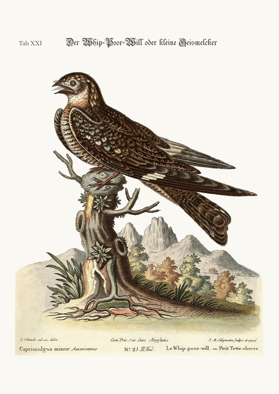 The Whip-Poor-Will or Lesser Goat-Sucker by George Edwards