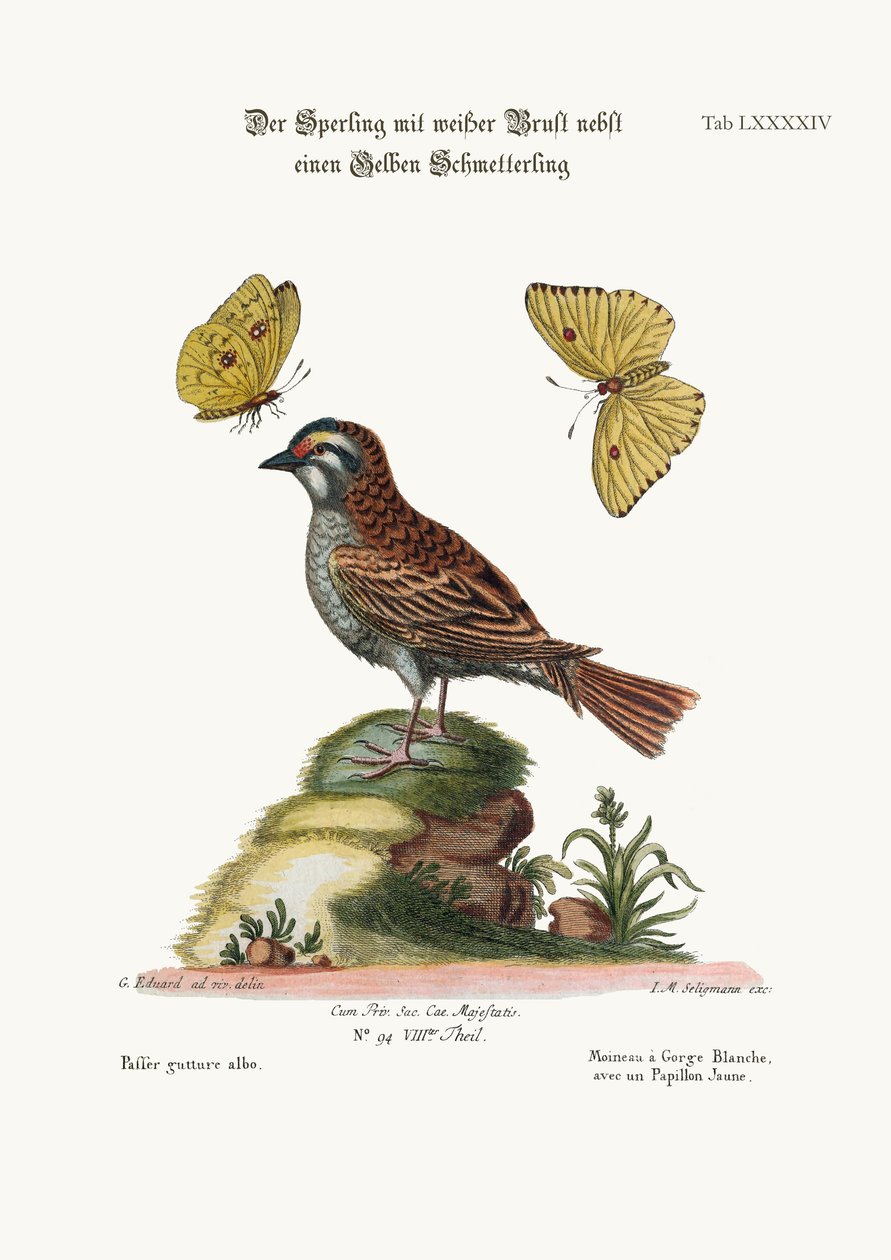 The White-throated Sparrow, and the Yellow Butterfly, 1749-73 by George Edwards