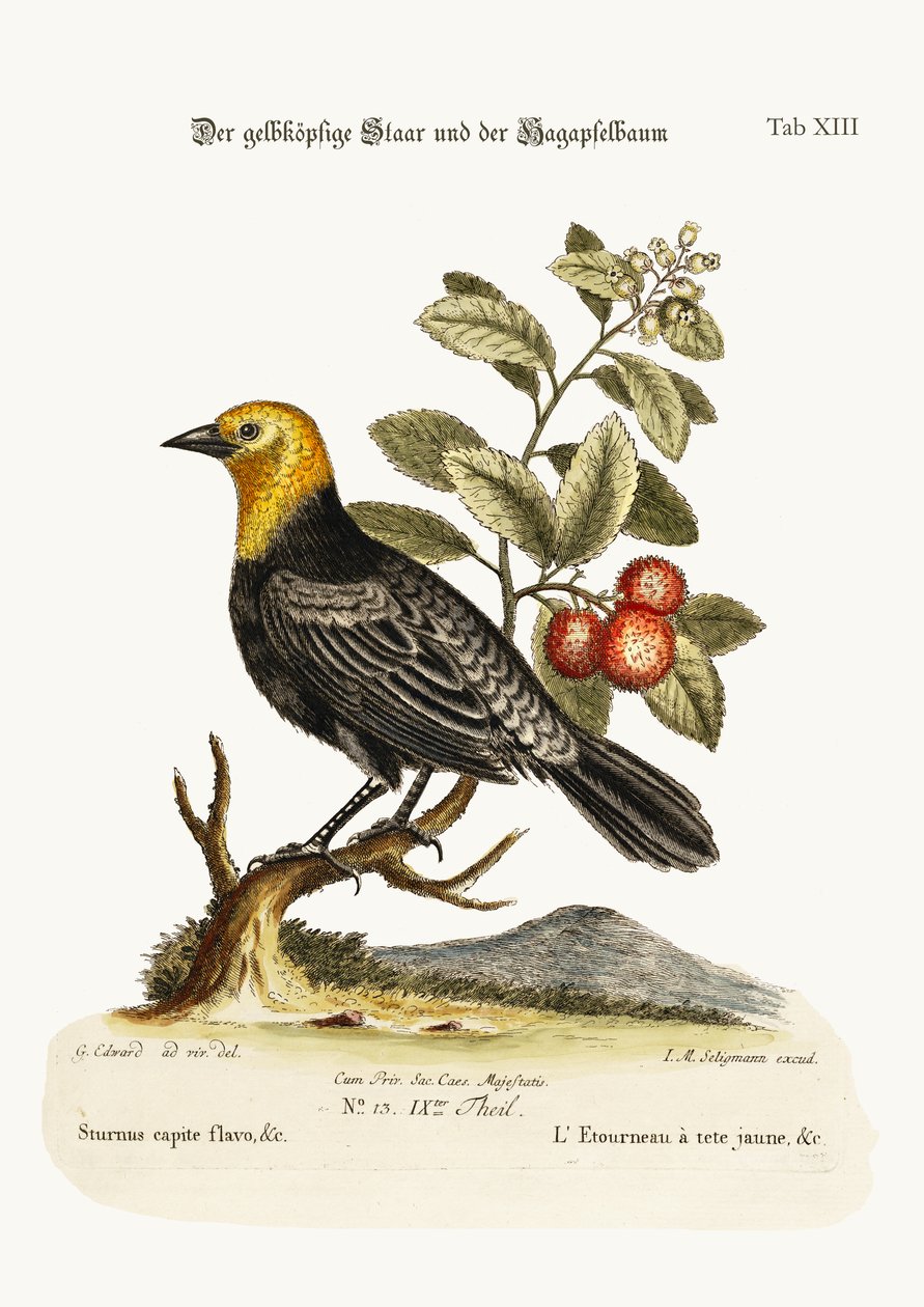 The Yellow-headed Starling. The Arbutus or Strawberry-Tree, 1749-73 by George Edwards