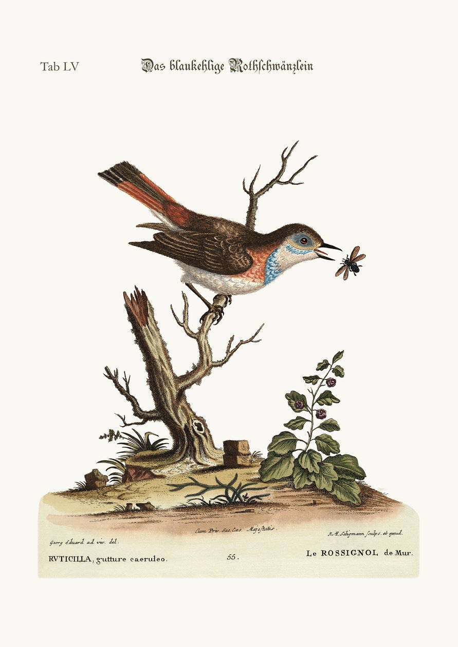 The blue-throat Redstart by George Edwards