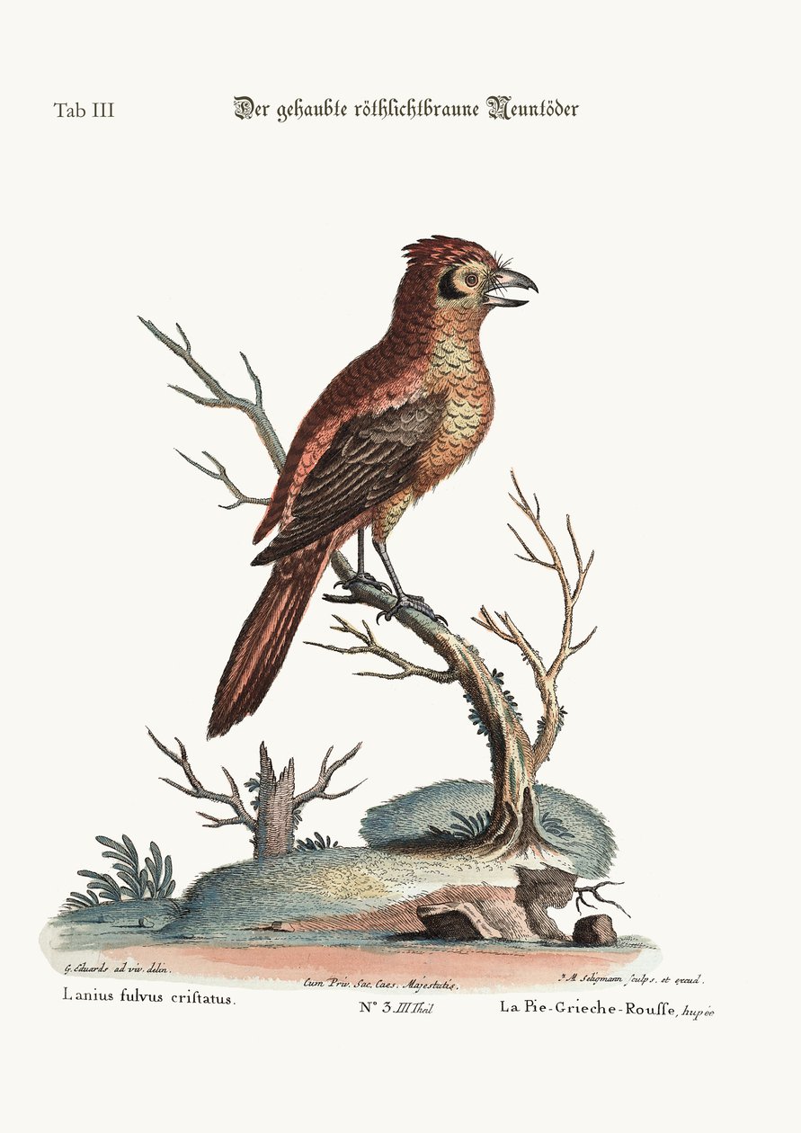 The Crested Red or Russit Butcher-Bird, 1749-73 by George Edwards