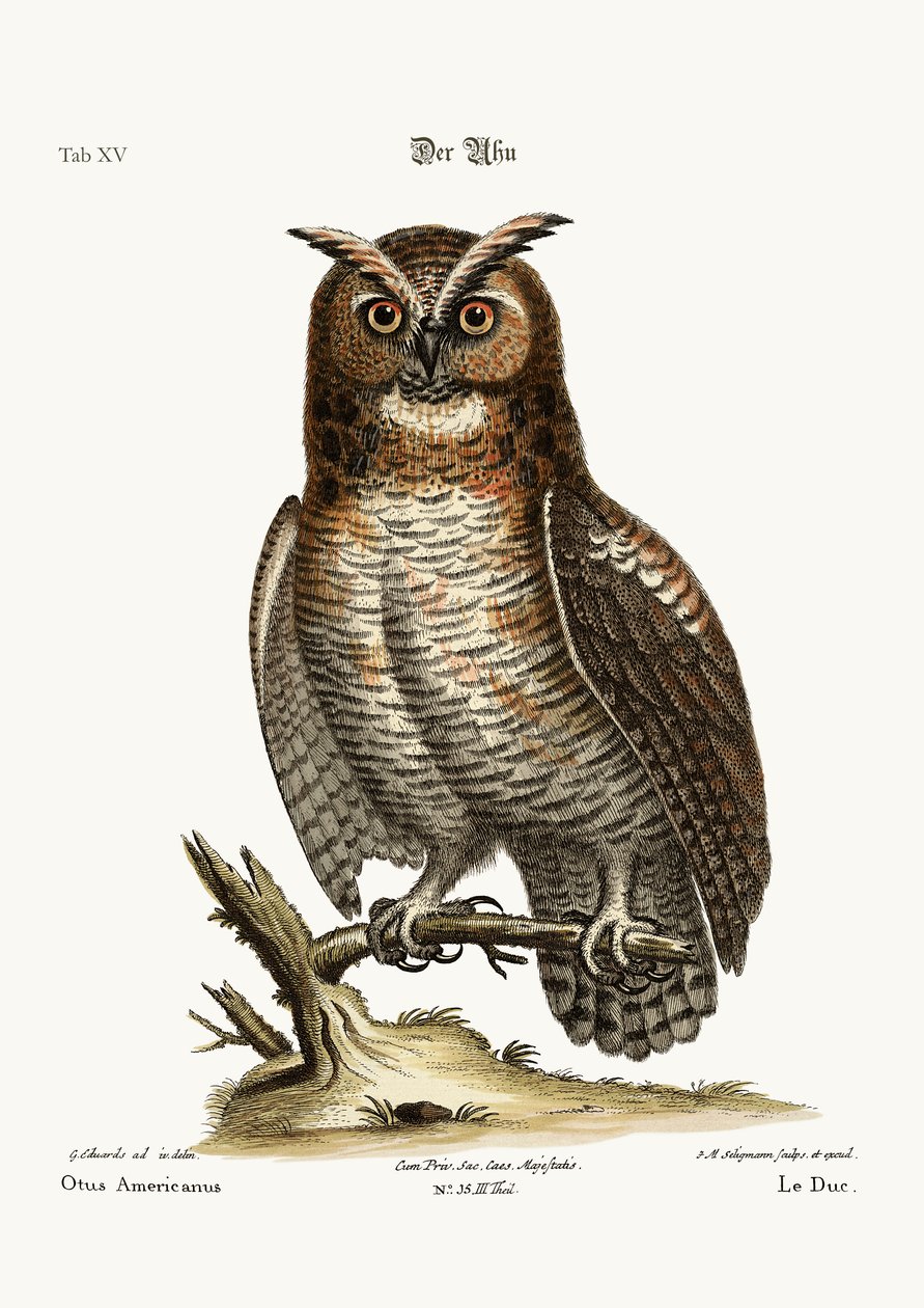 The Great Horned Owl by George Edwards