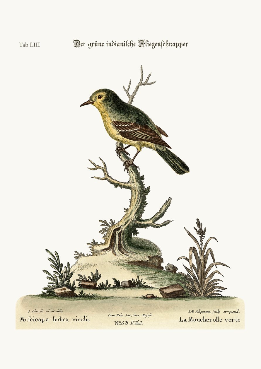 The Green Indian Flycatcher by George Edwards