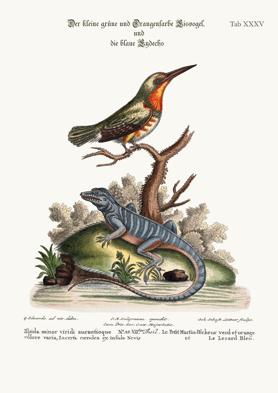 The little Green and Orange-coloured King-Fisher and the Blue Lizard by George Edwards
