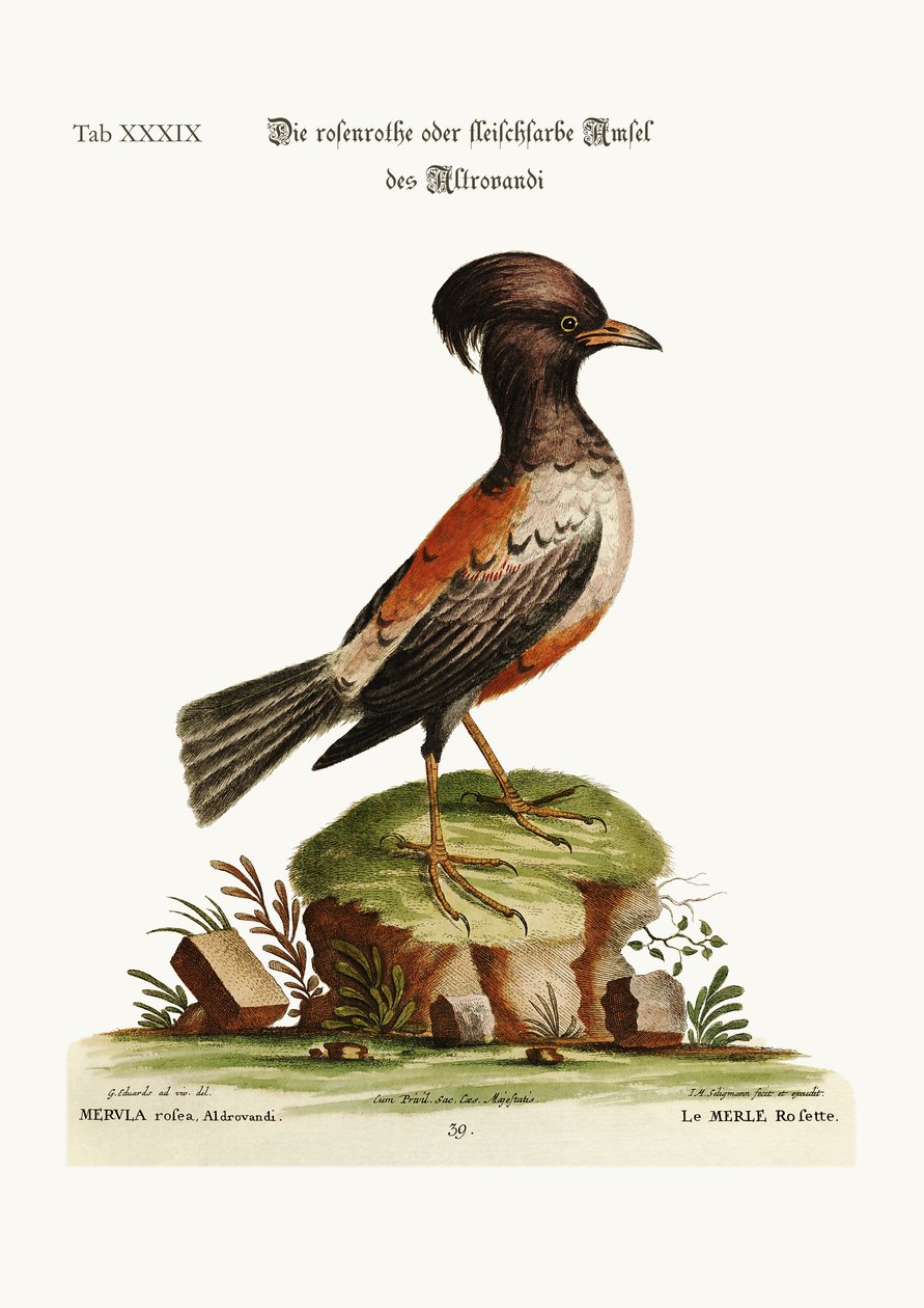 The rose or carnation-coloured Ouzel of Aldrovandi, 1749-73 by George Edwards