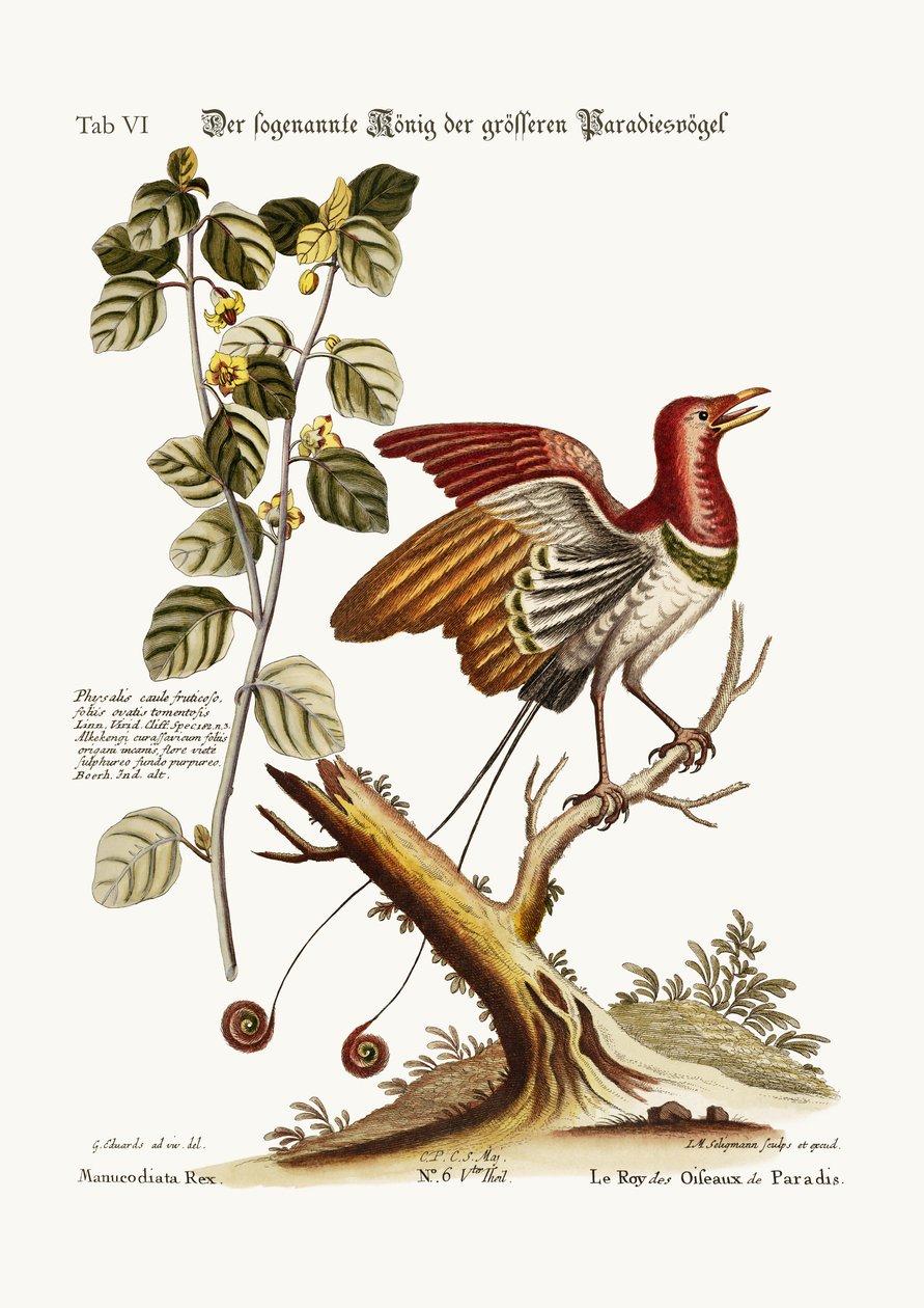 The supposed King of the greater Birds of Paradise by George Edwards