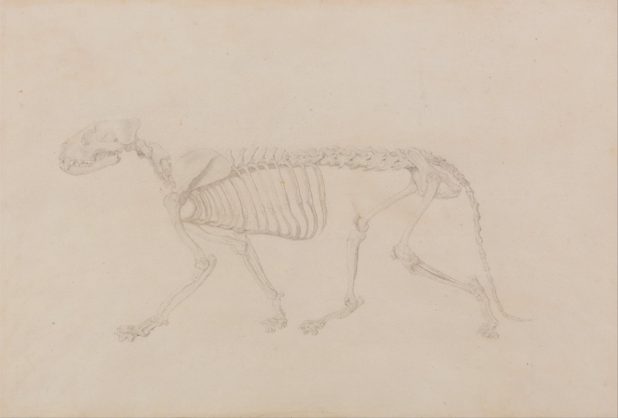 A Comparative Anatomical Exposition of the Structure of the Human Body with that of a Tiger and a Cow by George Stubbs