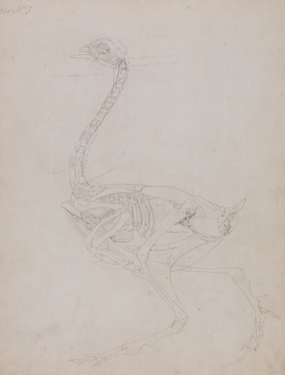 A Comparative Anatomical Exposition of the Structure of the Human Body with That of a Tiger and a Cow by George Stubbs