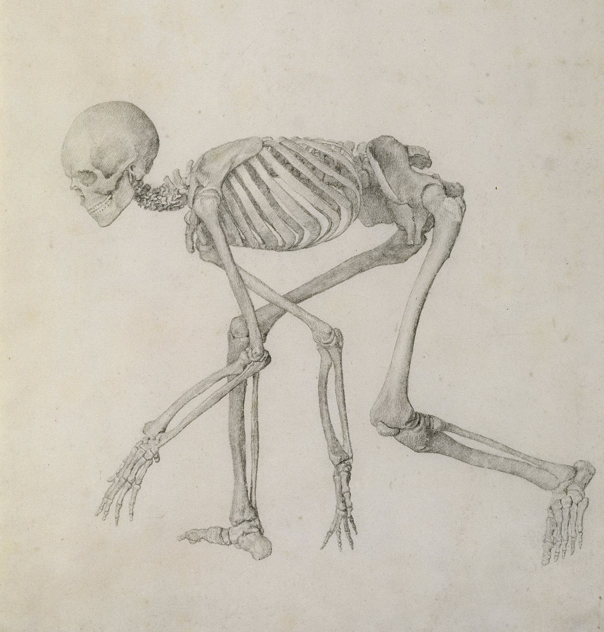 Human Skeleton: Lateral View in Crouching Posture, from the Series 