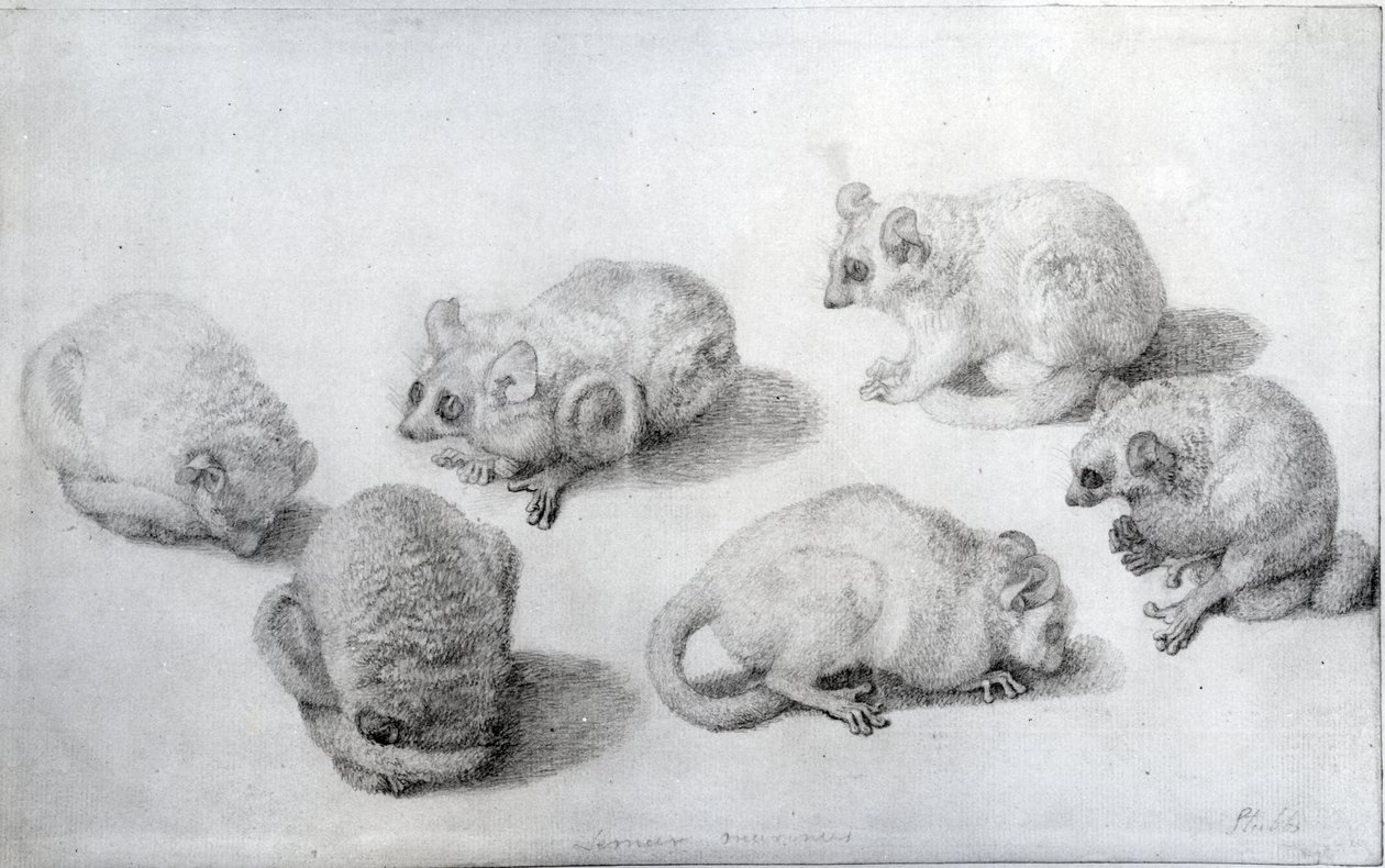 Studies of a Lemur by George Stubbs
