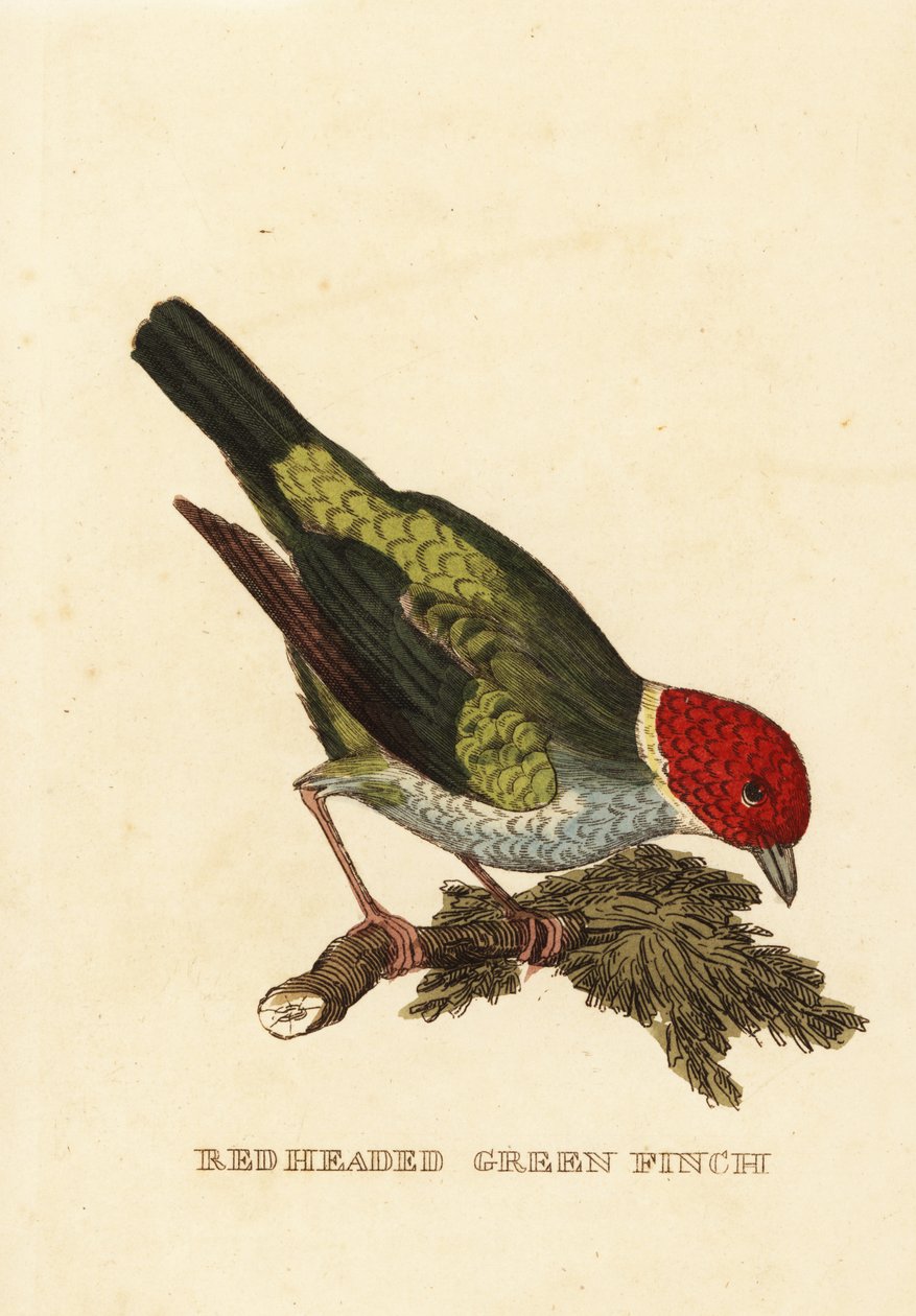 Bay-headed Tanager by George (after) Edwards