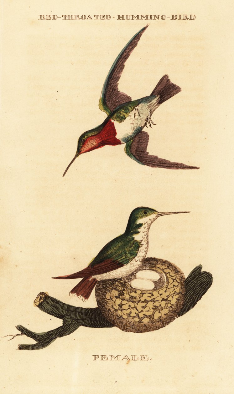 Ruby-throated hummingbird by George (after) Edwards