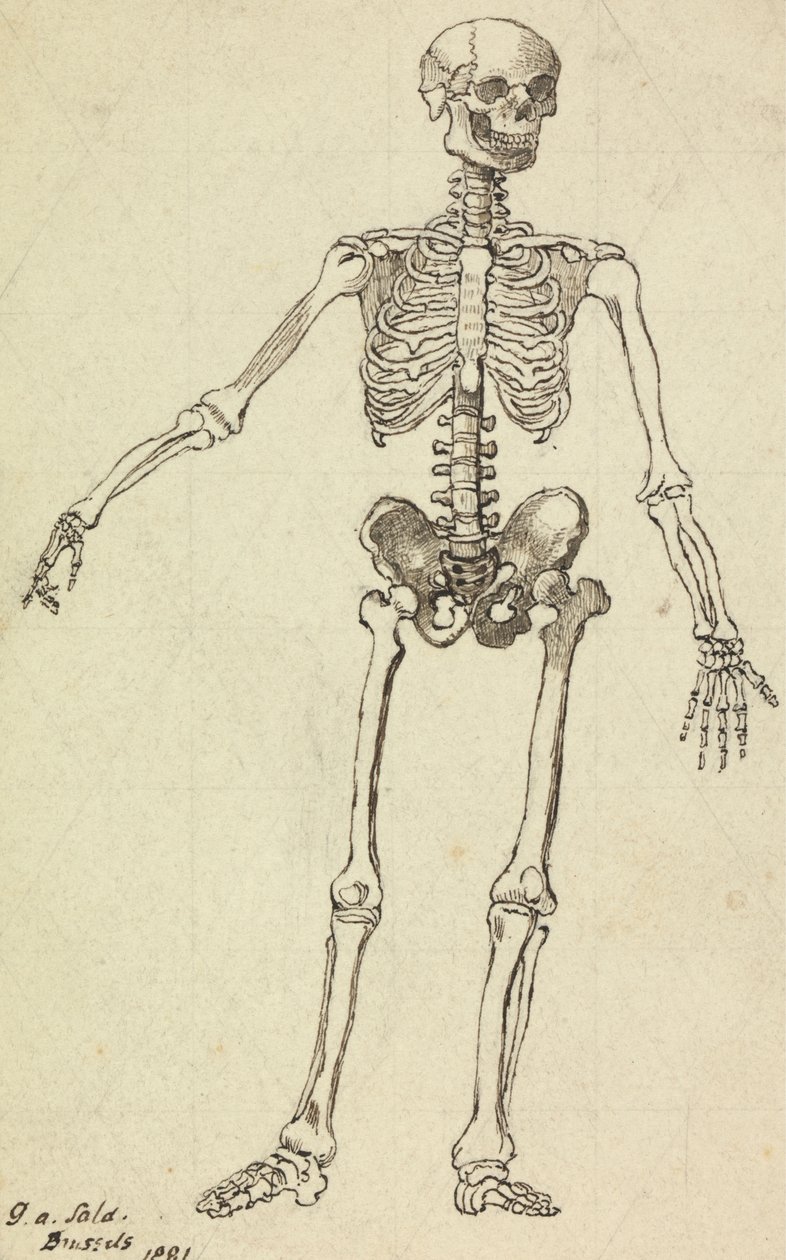Drawing of a Skeleton by George Augustus Sala