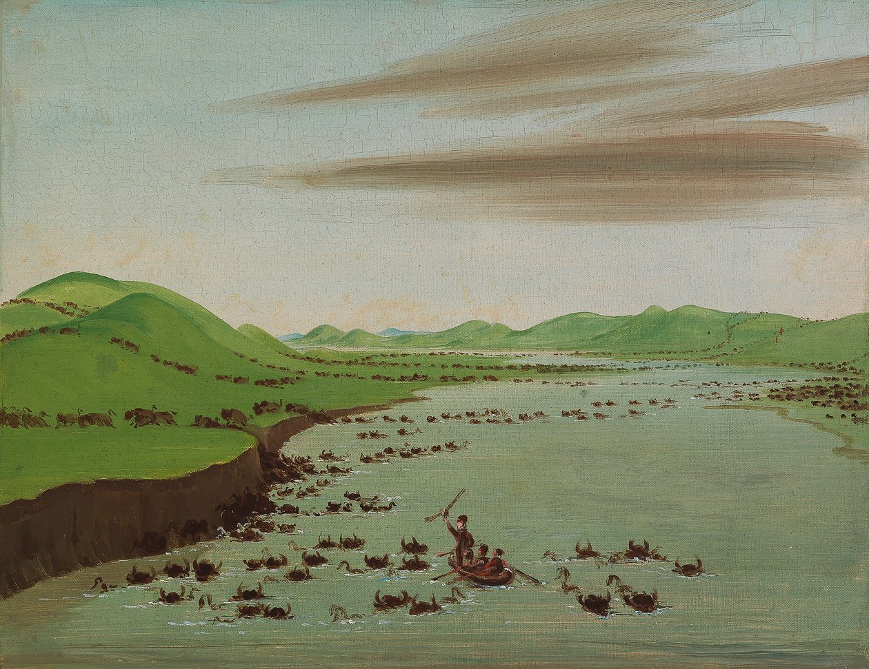 Buffalo Herds Crossing the Upper Missouri by George Catlin