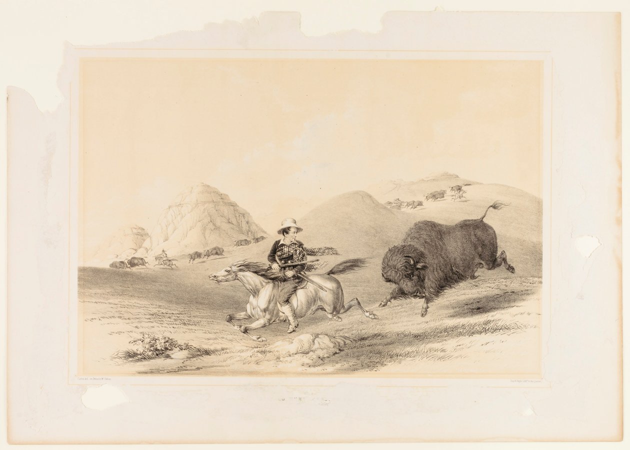 Buffalo Hunt Chasing Back no. 12 by George Catlin
