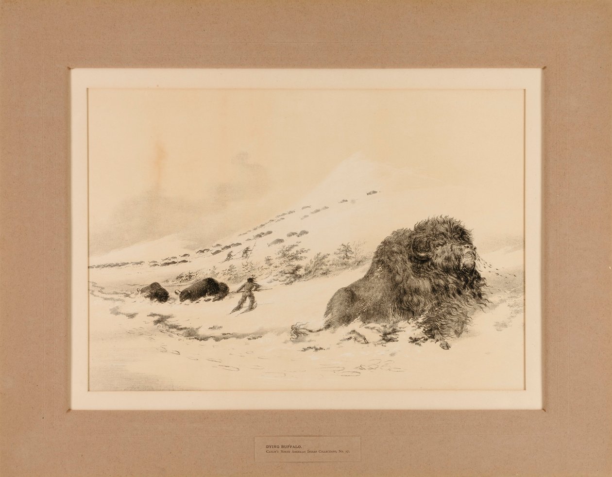 Dying Buffalo by George Catlin