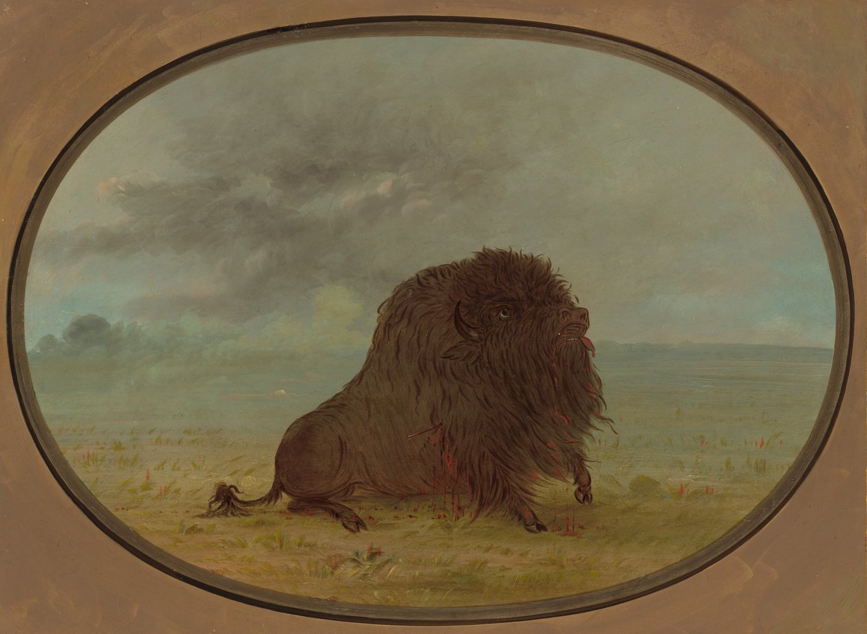 Dying Buffalo Bull by George Catlin