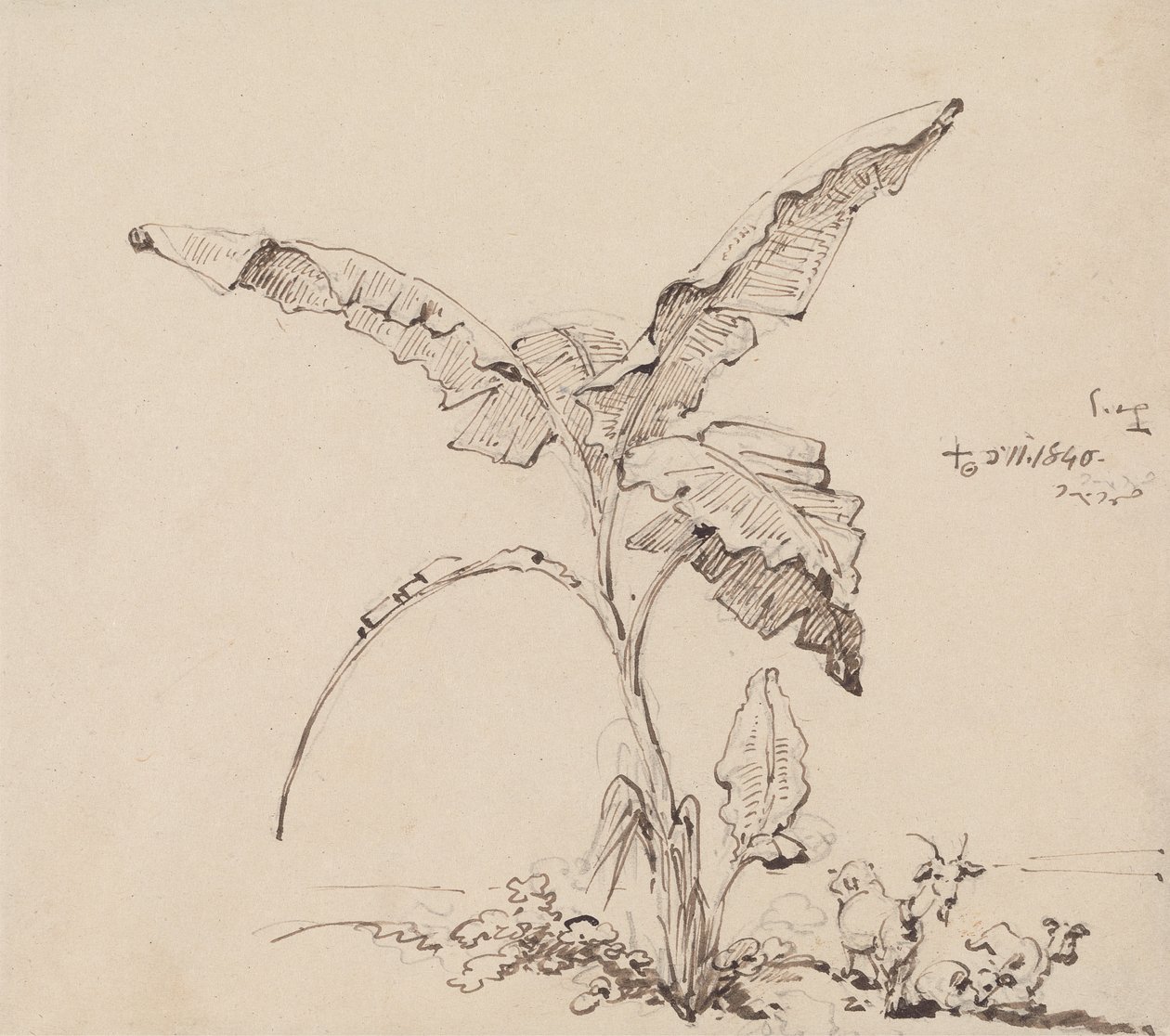 Goats Beneath a Banana Tree by George Chinnery