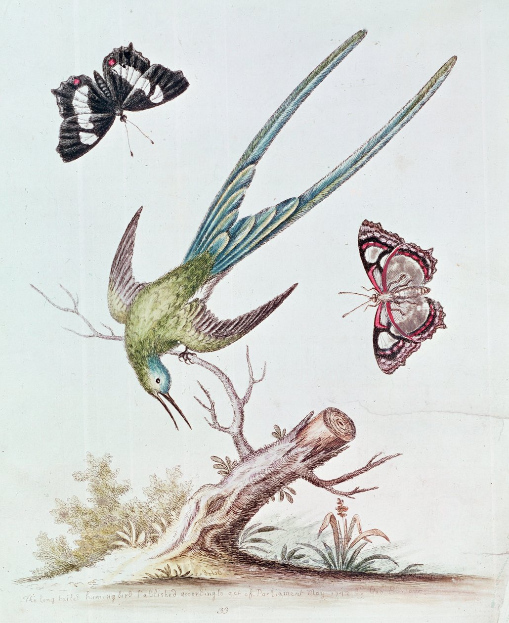 The Long-tailed Humming Bird by George Edwards