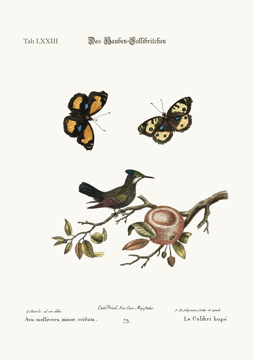 The Crested Hummingbird by George Edwards