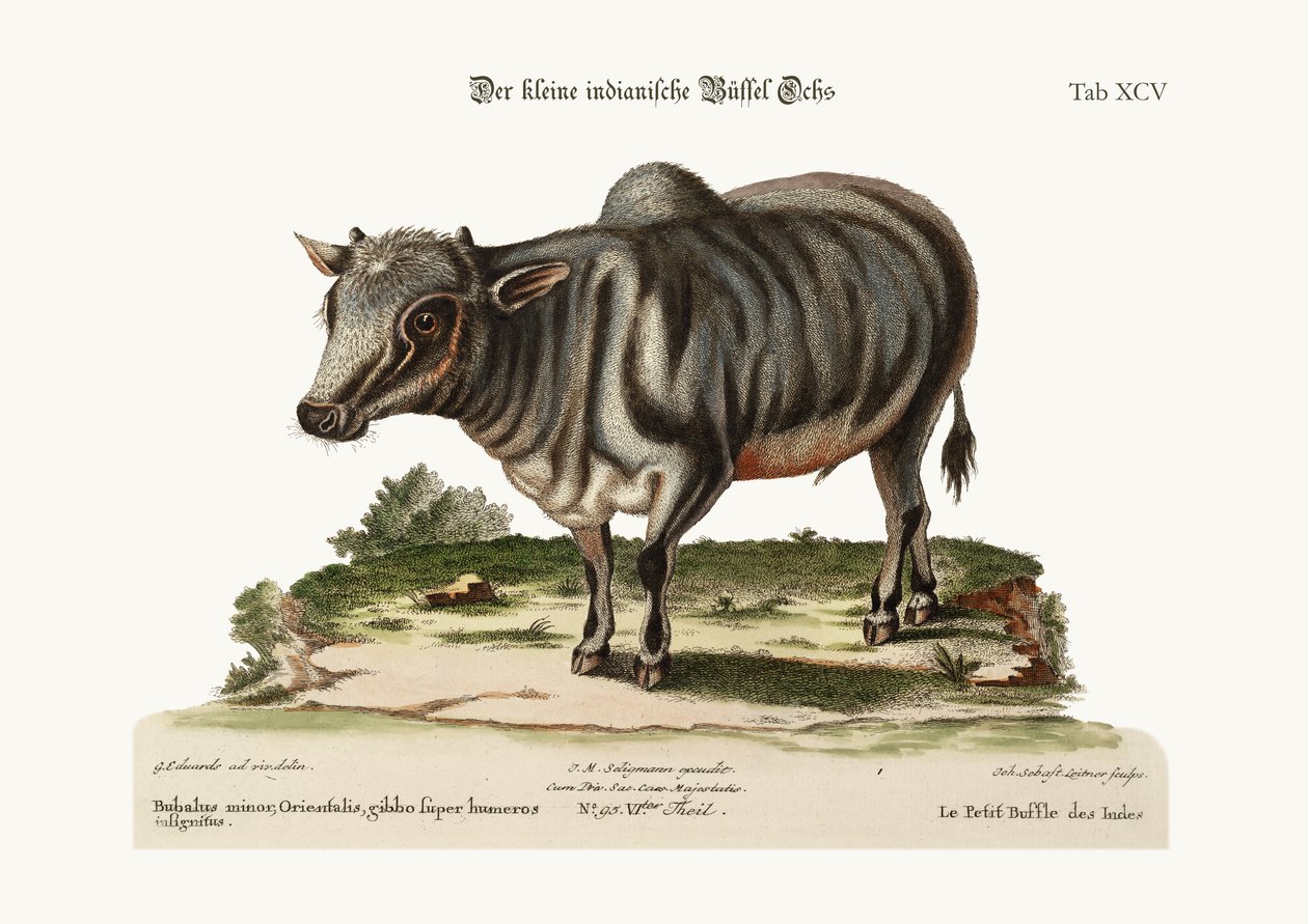 The Little Indian Buffalo, 1749-73 by George Edwards