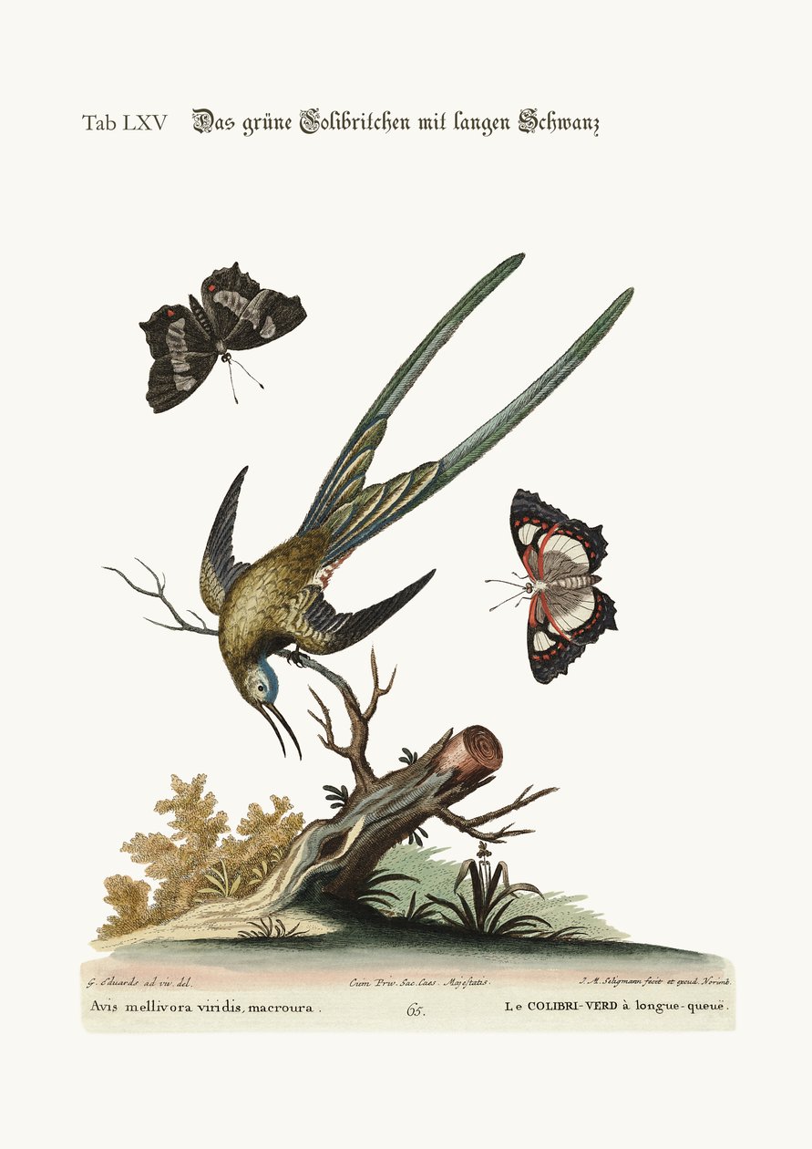 The long-tailed green Hummingbird by George Edwards