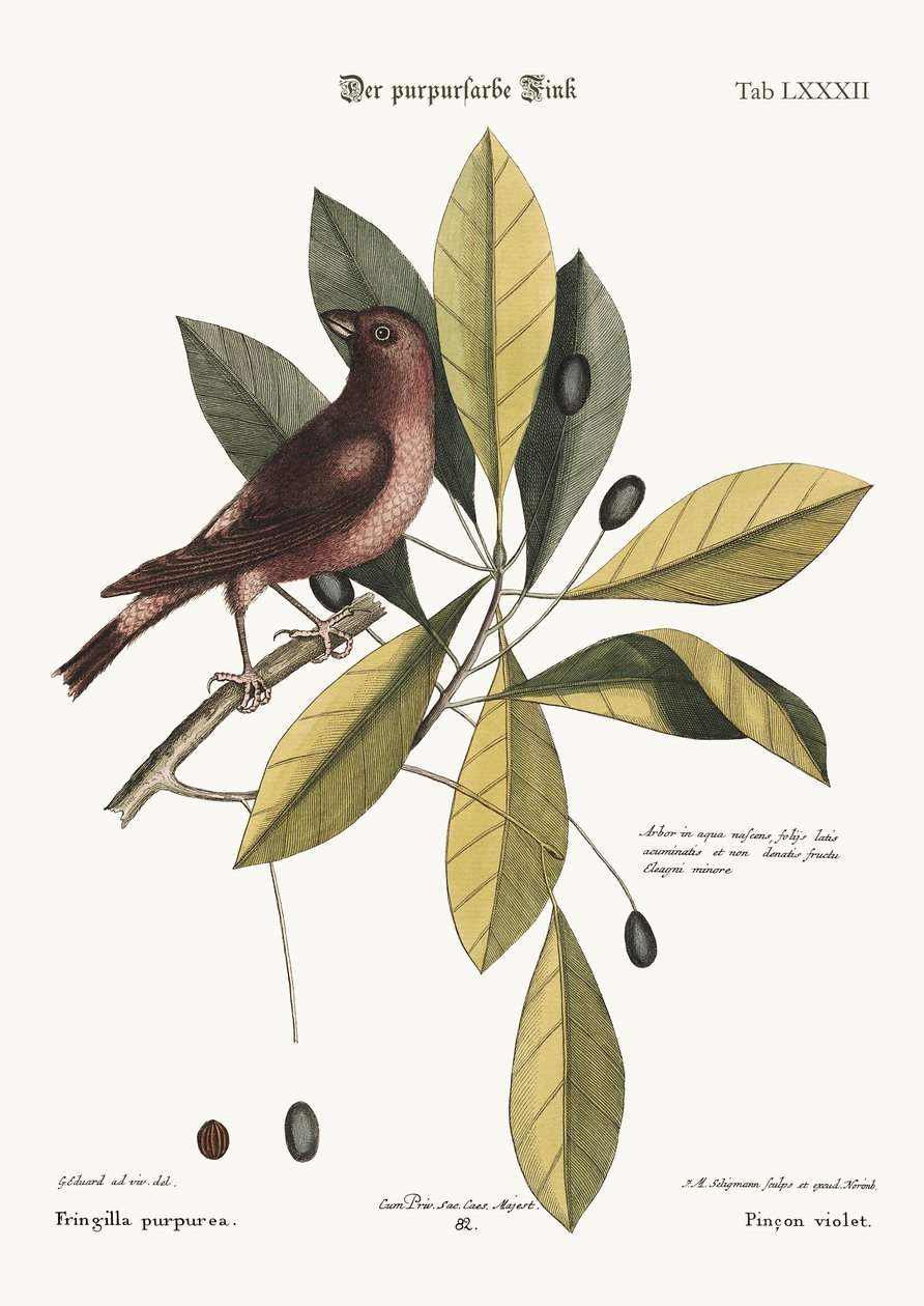 The Purple Finch, 1749-73 by George Edwards