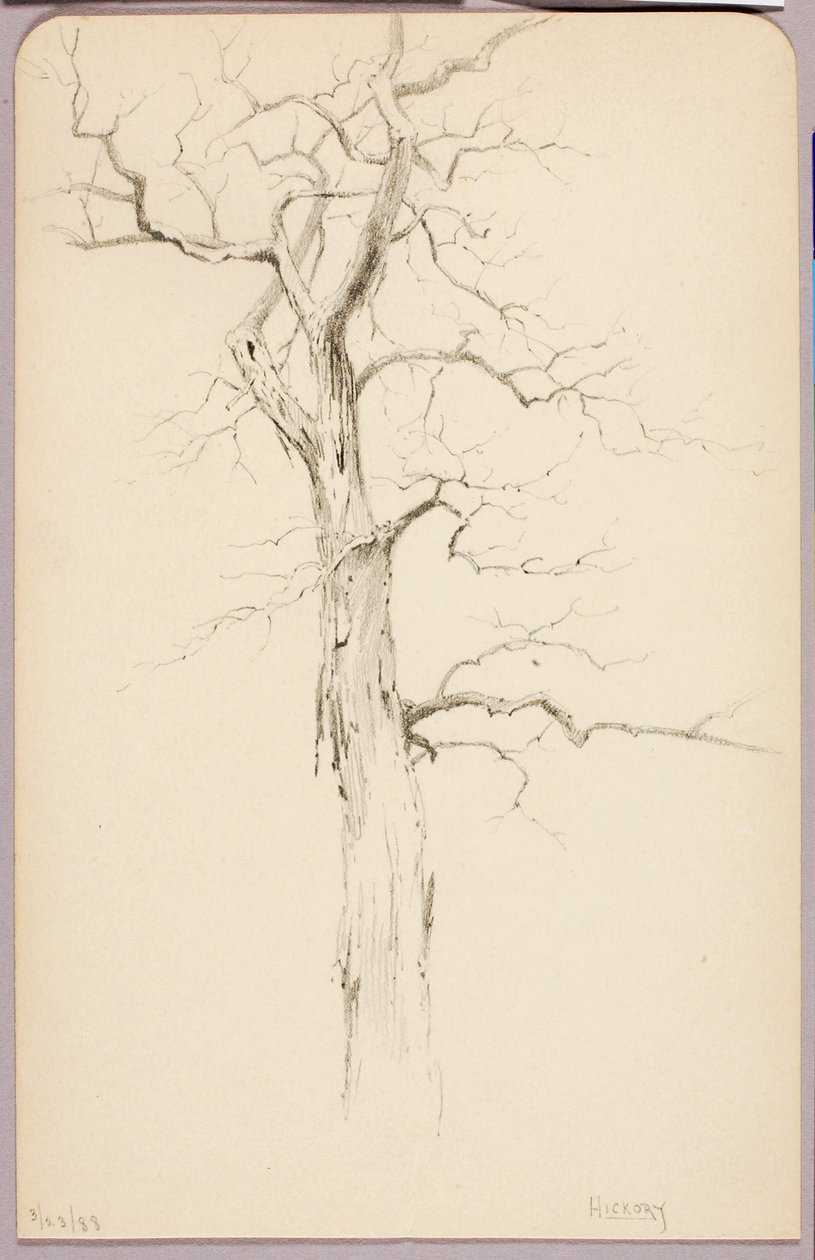 Hickory by George Elbert Burr