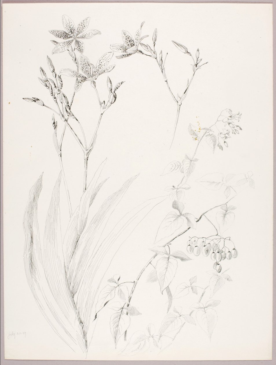Untitled (Botanical Study) by George Elbert Burr