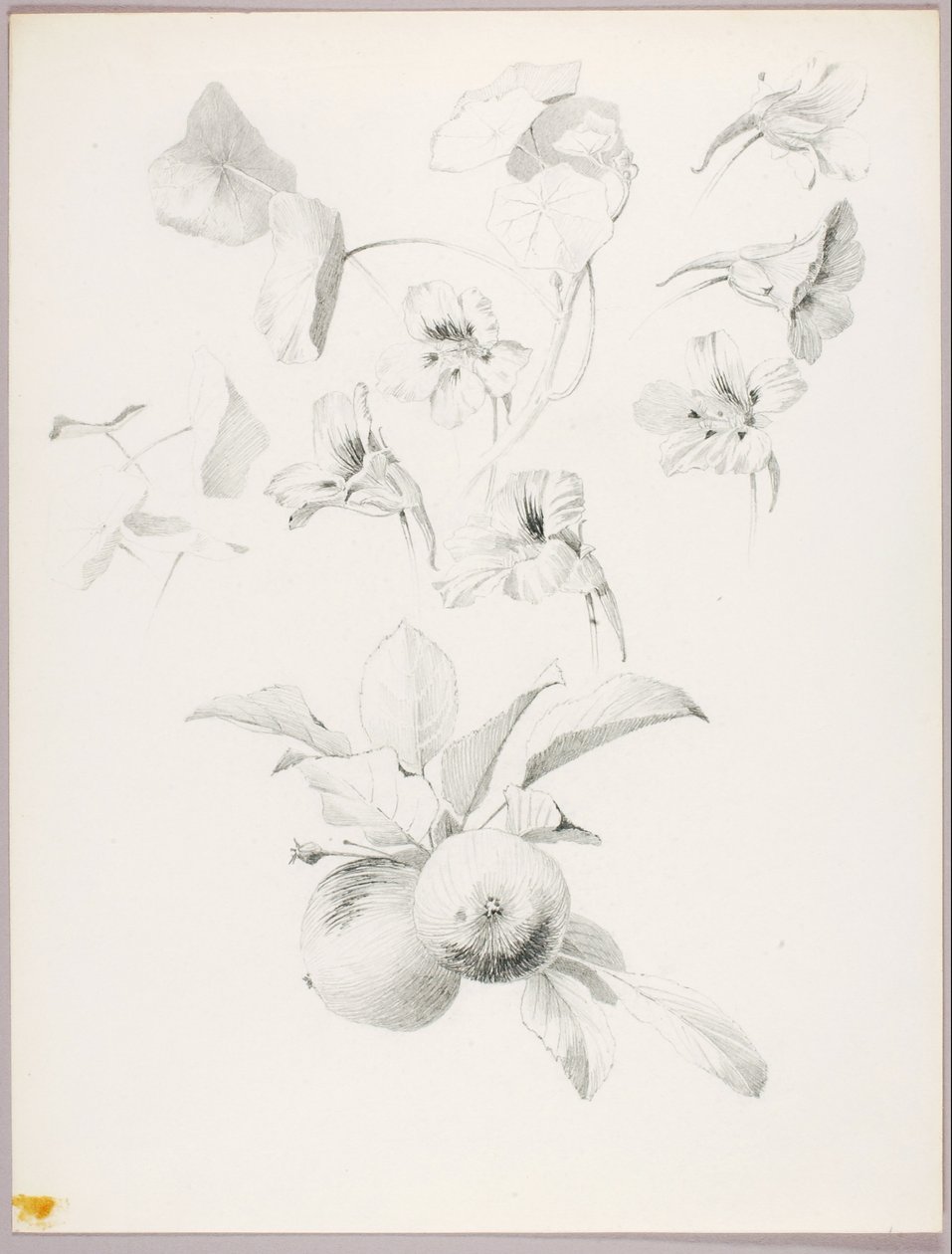 Untitled (Botanical Study) by George Elbert Burr