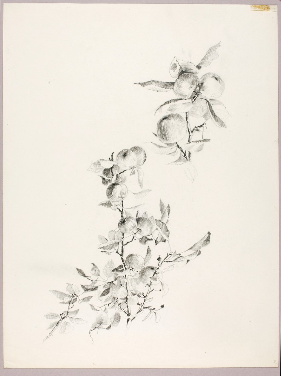 Untitled (Branches of Apple Tree) by George Elbert Burr