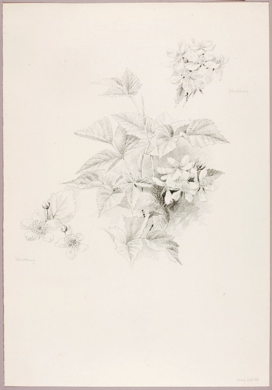 Untitled (Dewberry and Blackberry) by George Elbert Burr