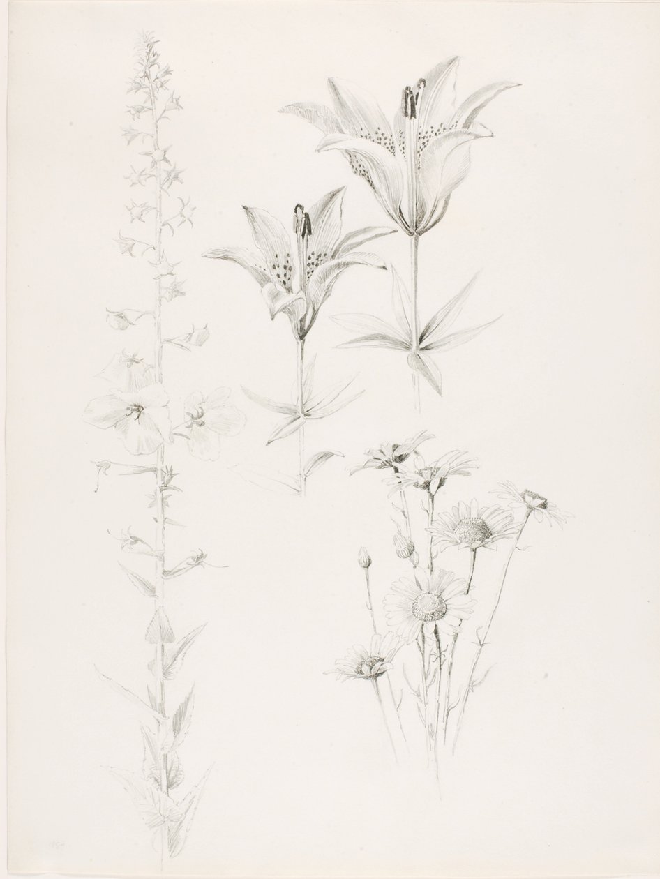 Untitled (Lily, Daisy, Hibiscus) by George Elbert Burr