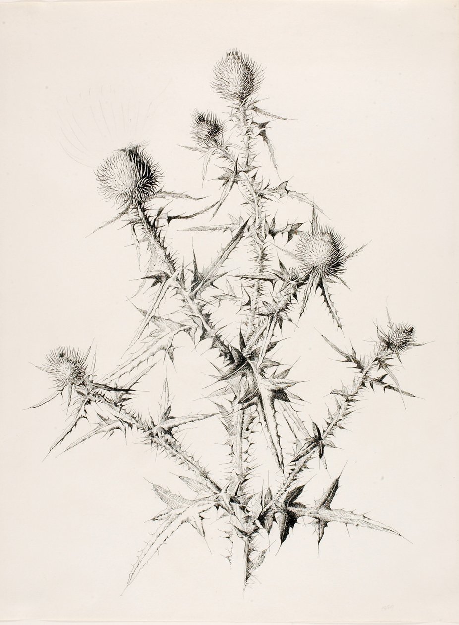 Untitled (Thistle) by George Elbert Burr