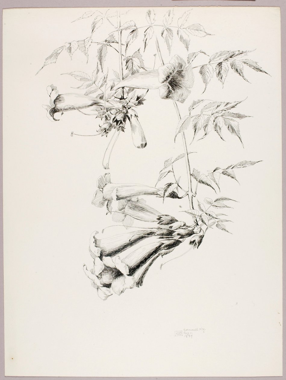 Untitled (Trumpet Vine) by George Elbert Burr