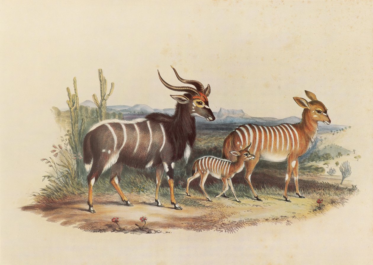 The Nyala by George French Angas