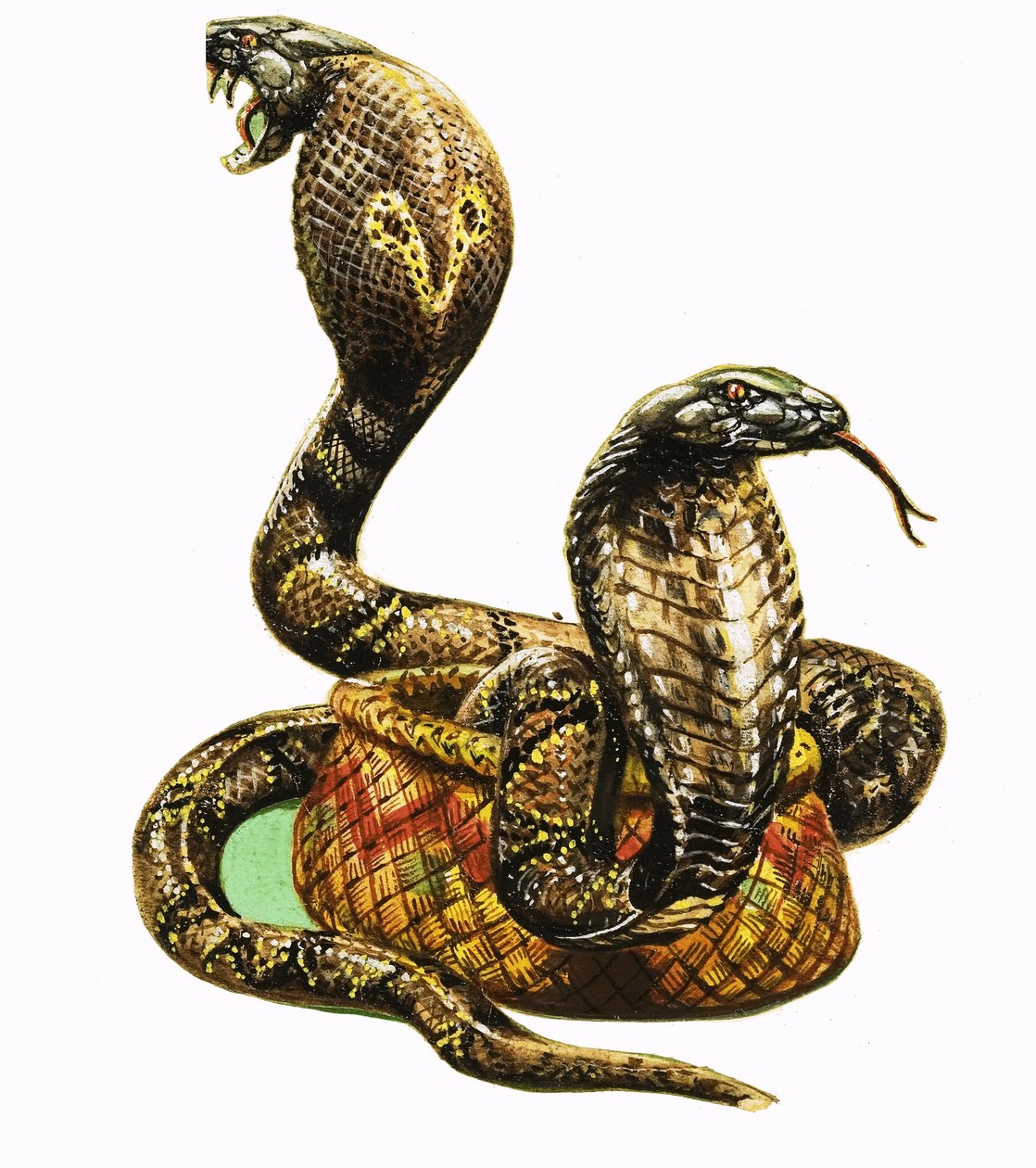 King Cobras by George R. Radcliffe
