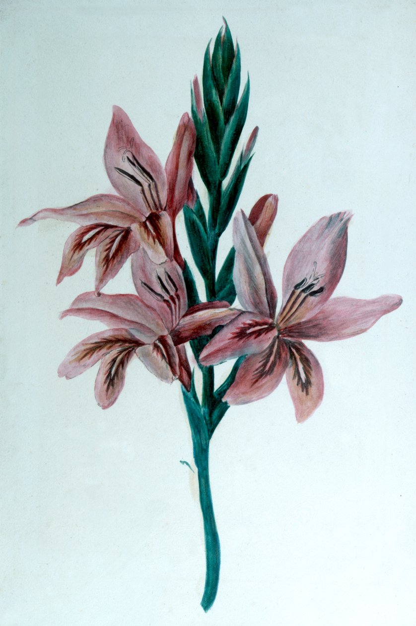 Gladioli by George Sand